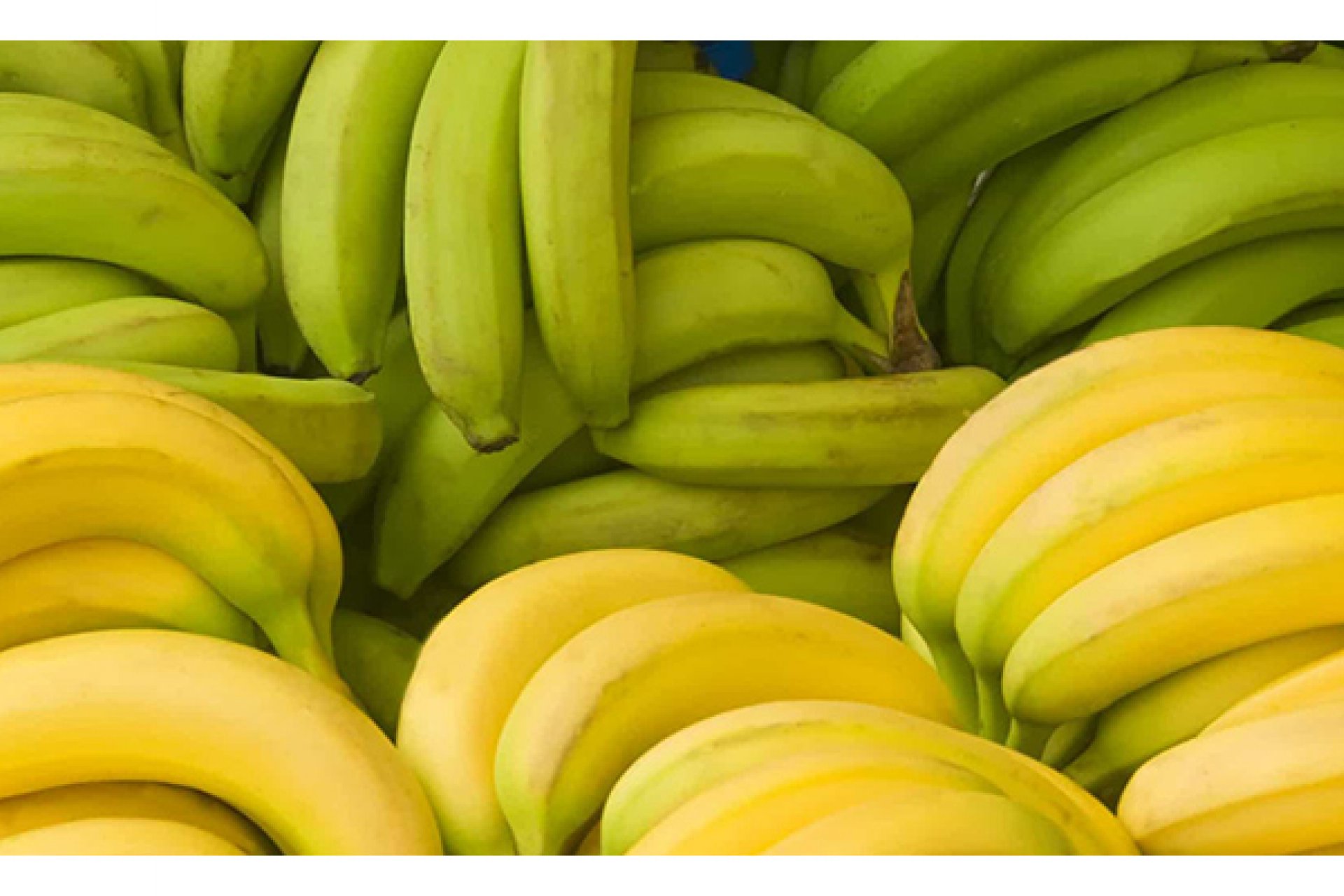 Banana Ripening Rooms and Green Banana Preservation